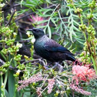 Native Tui