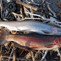 Rainbow Trout from Lake Taupo