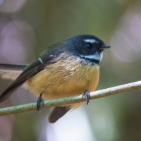 Native Fantails